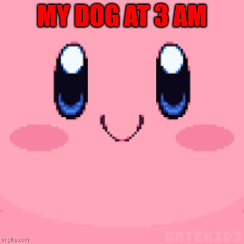 dog kirbo | MY DOG AT 3 AM | image tagged in funny | made w/ Imgflip meme maker