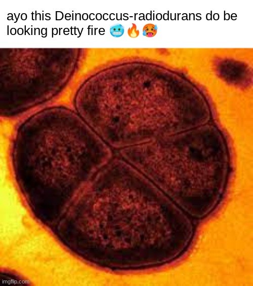 germs be bussin | ayo this Deinococcus-radiodurans do be
looking pretty fire 🥶🔥🥵 | image tagged in germs,science | made w/ Imgflip meme maker