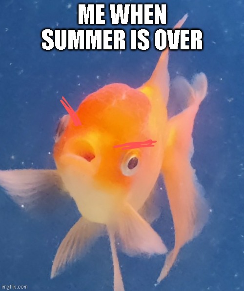 Mad fish | ME WHEN SUMMER IS OVER | image tagged in mad fish | made w/ Imgflip meme maker