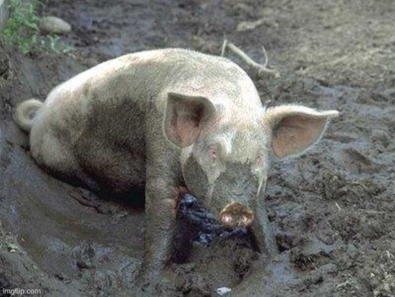 Pig in Mud | image tagged in pig in mud | made w/ Imgflip meme maker