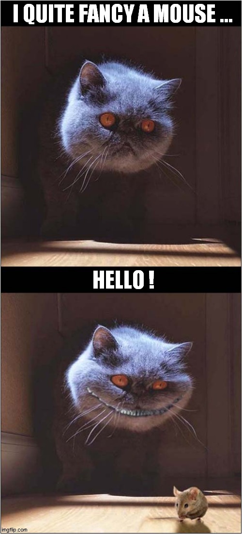 Cheshire Cat Smile ! | I QUITE FANCY A MOUSE ... HELLO ! | image tagged in cats,mouse,cheshire cat | made w/ Imgflip meme maker