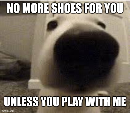 NO MORE SHOES FOR YOU; UNLESS YOU PLAY WITH ME | image tagged in funny | made w/ Imgflip meme maker
