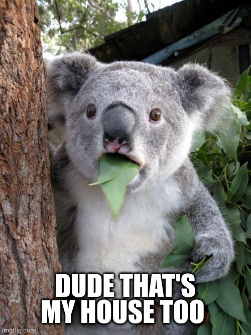 Surprised Koala Meme | DUDE THAT'S MY HOUSE TOO | image tagged in memes,surprised koala | made w/ Imgflip meme maker