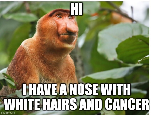 monkey | HI; I HAVE A NOSE WITH WHITE HAIRS AND CANCER | image tagged in too funny | made w/ Imgflip meme maker