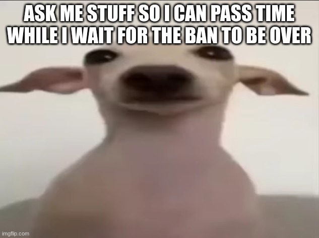 dogbby | ASK ME STUFF SO I CAN PASS TIME WHILE I WAIT FOR THE BAN TO BE OVER | image tagged in dogbby | made w/ Imgflip meme maker