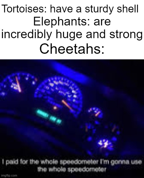 They dumped all their evolutionary points into speed, but are relatively weak and can only zoom for a minute | Tortoises: have a sturdy shell; Elephants: are incredibly huge and strong; Cheetahs: | image tagged in i paid for the whole speedometer | made w/ Imgflip meme maker
