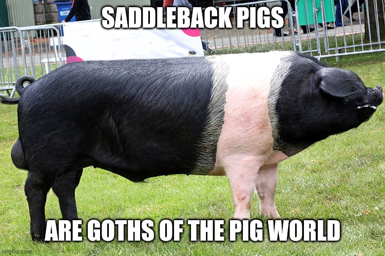 Goth pig | SADDLEBACK PIGS; ARE GOTHS OF THE PIG WORLD | image tagged in saddleback pig,memes,goth memes | made w/ Imgflip meme maker