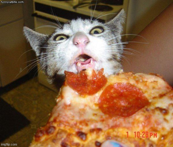 Pizza Cat | image tagged in pizza cat | made w/ Imgflip meme maker