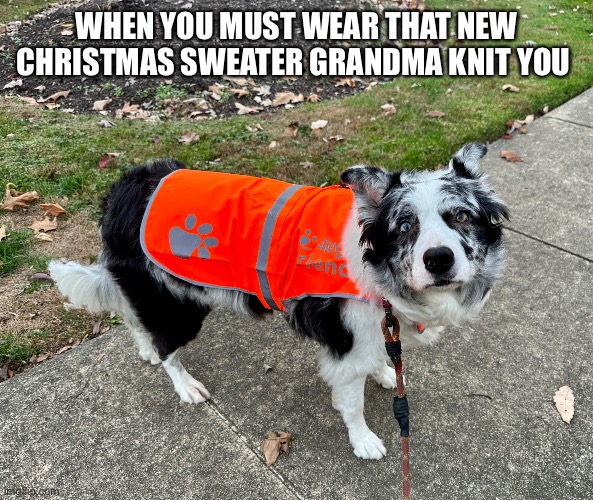 Sad dog | WHEN YOU MUST WEAR THAT NEW CHRISTMAS SWEATER GRANDMA KNIT YOU | image tagged in sad dog | made w/ Imgflip meme maker