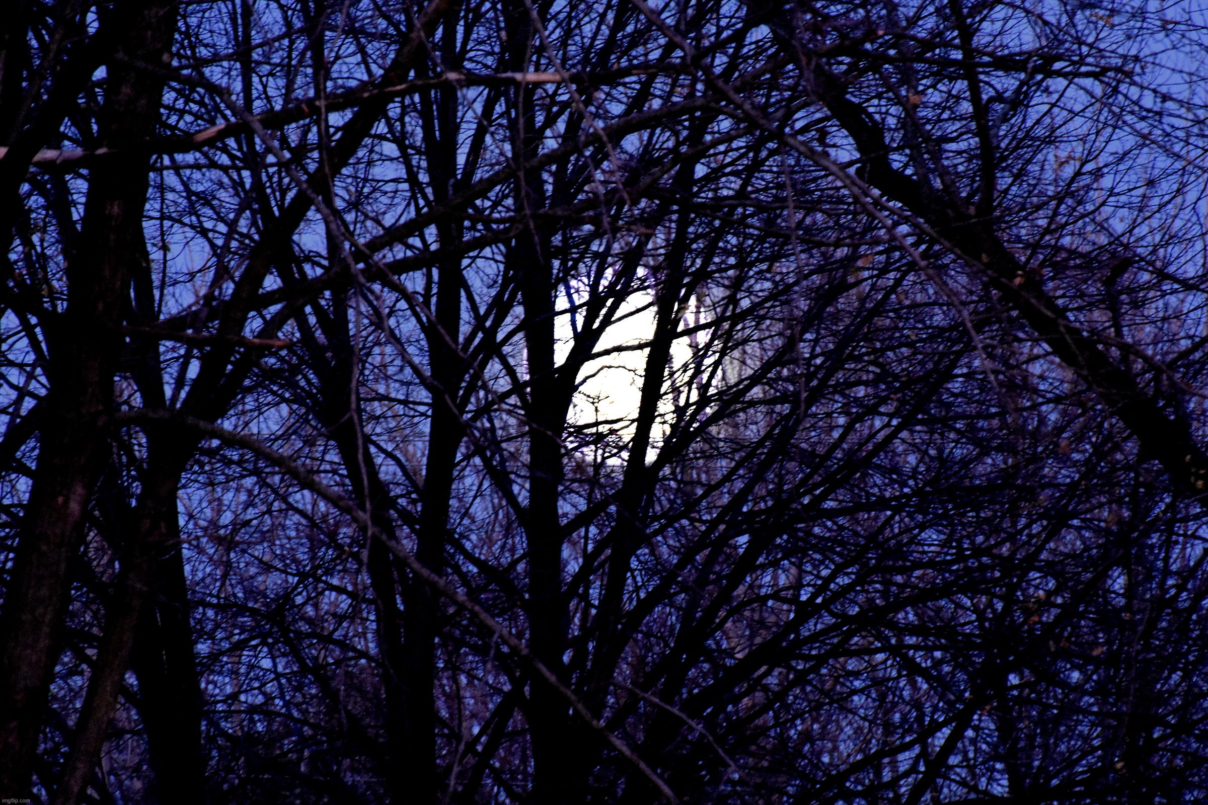 Full moon a little bit of fog through the trees. | image tagged in full moon,kewlew | made w/ Imgflip meme maker