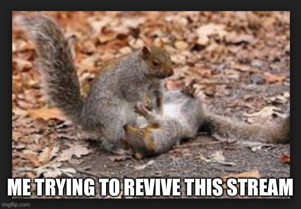 It’s dead |  ME TRYING TO REVIVE THIS STREAM | image tagged in squirrel cpr | made w/ Imgflip meme maker