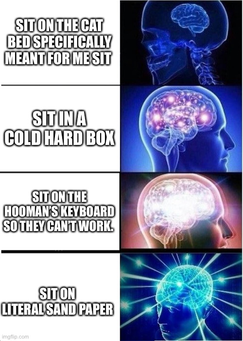 Cats be like | SIT ON THE CAT BED SPECIFICALLY MEANT FOR ME SIT; SIT IN A COLD HARD BOX; SIT ON THE HOOMAN’S KEYBOARD SO THEY CAN’T WORK. SIT ON LITERAL SAND PAPER | image tagged in memes,expanding brain | made w/ Imgflip meme maker