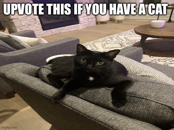 UPVOTE THIS IF YOU HAVE A CAT | image tagged in cats | made w/ Imgflip meme maker