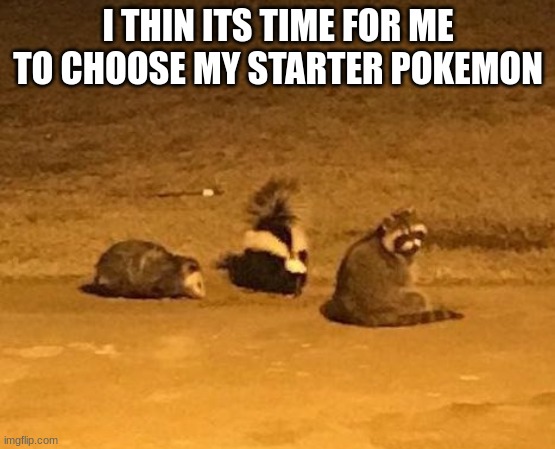 skunk possum coon | I THIN ITS TIME FOR ME TO CHOOSE MY STARTER POKEMON | image tagged in skunk possum coon | made w/ Imgflip meme maker