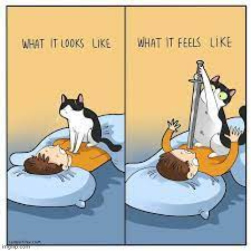 A Cat Guy's Way Of Thinking | image tagged in memes,comics,cats,action,guy,thinking | made w/ Imgflip meme maker