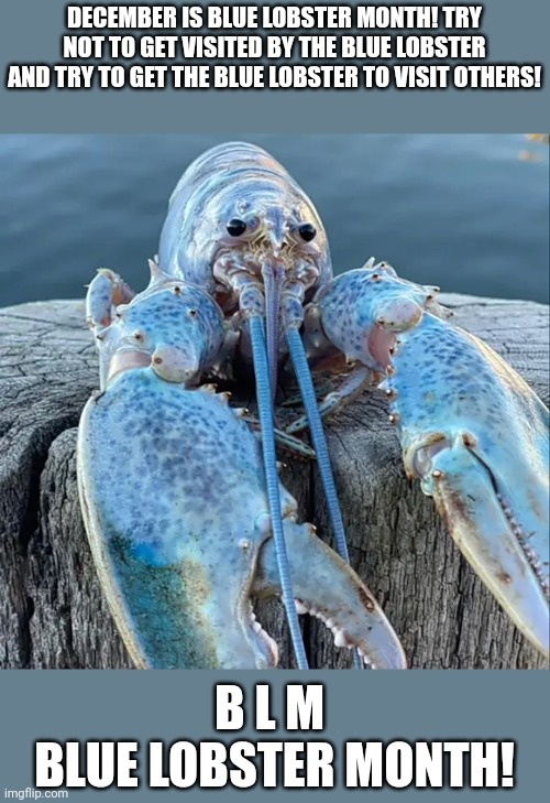 Winner gets the golden lobster | DECEMBER IS BLUE LOBSTER MONTH! TRY NOT TO GET VISITED BY THE BLUE LOBSTER AND TRY TO GET THE BLUE LOBSTER TO VISIT OTHERS! B L M 
BLUE LOBSTER MONTH! | image tagged in the blue lobster | made w/ Imgflip meme maker