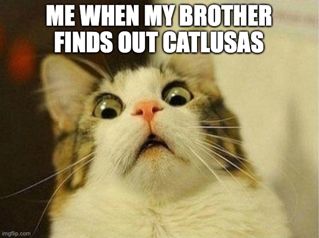cat math | ME WHEN MY BROTHER FINDS OUT CATLUSAS | image tagged in memes,scared cat | made w/ Imgflip meme maker