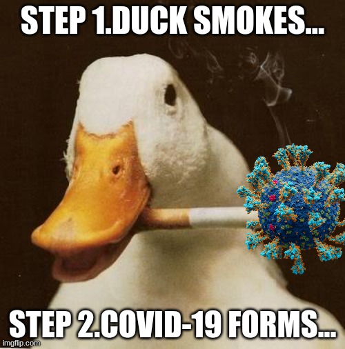 Smoking Duck | STEP 1.DUCK SMOKES... STEP 2.COVID-19 FORMS... | image tagged in smoking duck | made w/ Imgflip meme maker