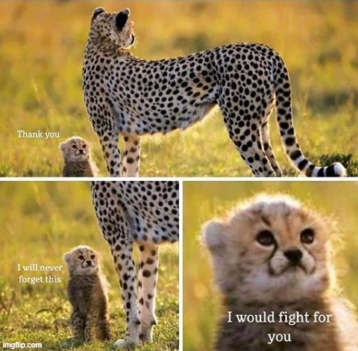 I would fight for you | image tagged in i would fight for you | made w/ Imgflip meme maker