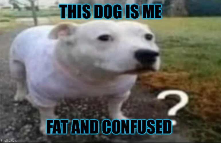 Confused dog | THIS DOG IS ME; FAT AND CONFUSED | image tagged in confused dog | made w/ Imgflip meme maker