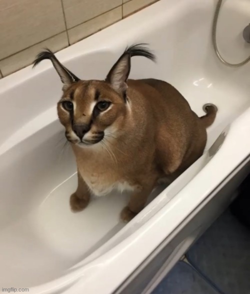 cats big floppa in the tub Memes & GIFs - Imgflip