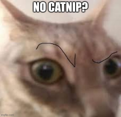 Catnip | NO CATNIP? | image tagged in cat | made w/ Imgflip meme maker