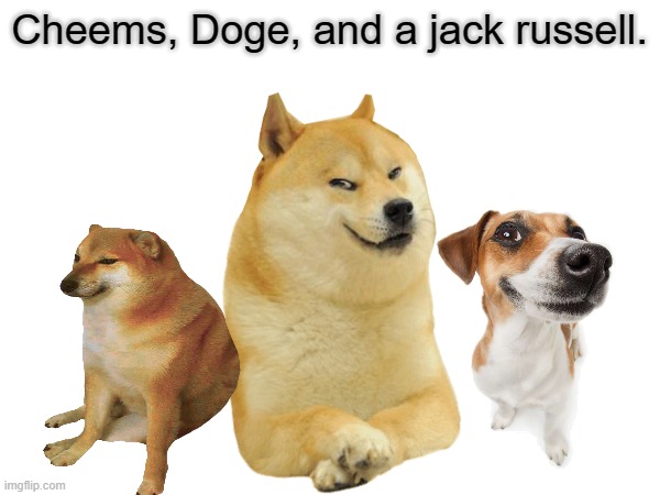 Cheems, Doge, and a jack russell. | made w/ Imgflip meme maker