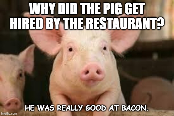 Daily Bad Dad Joke 11/08/2022 |  WHY DID THE PIG GET HIRED BY THE RESTAURANT? HE WAS REALLY GOOD AT BACON. | image tagged in pig | made w/ Imgflip meme maker
