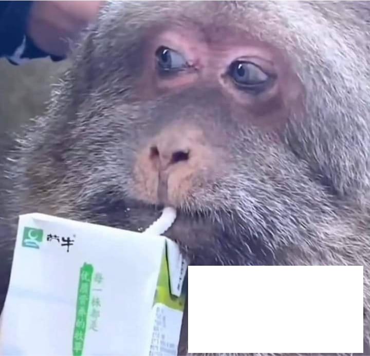 High Quality monkey drinking juice Blank Meme Template