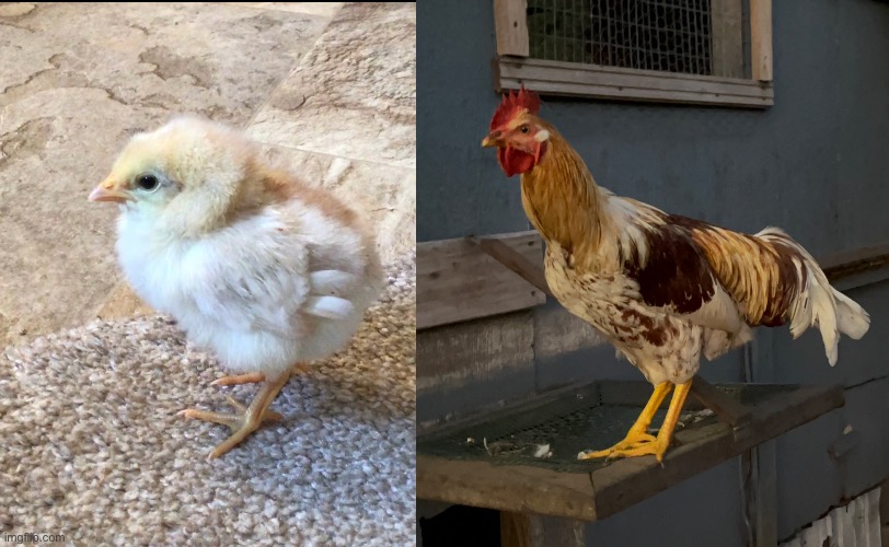 This is my rooster: Then and Now | made w/ Imgflip meme maker