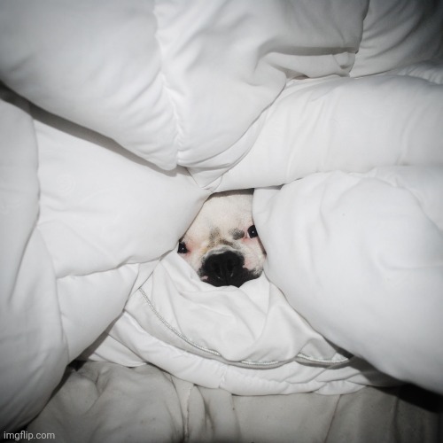 DOG HIDING UNDER THE COVERS | image tagged in dog hiding under the covers | made w/ Imgflip meme maker