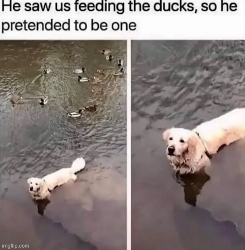 Lol | image tagged in doge,duck | made w/ Imgflip meme maker