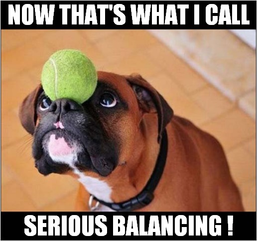 Extreme Concentration ! | NOW THAT'S WHAT I CALL; SERIOUS BALANCING ! | image tagged in dogs,tennis ball,now thats what i call,balance | made w/ Imgflip meme maker