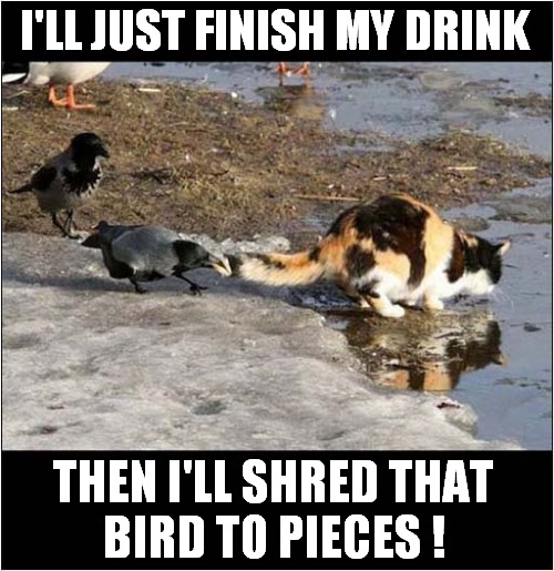 Any Moment Now ... | I'LL JUST FINISH MY DRINK; THEN I'LL SHRED THAT
BIRD TO PIECES ! | image tagged in cats,birds,attack | made w/ Imgflip meme maker
