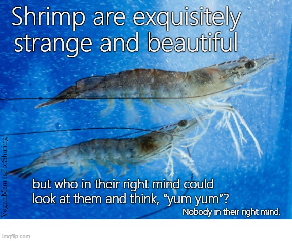 Sea Creatures Are Not Our Food | image tagged in vegan,veganism,prawns,seafood,ocean,overfishing | made w/ Imgflip meme maker