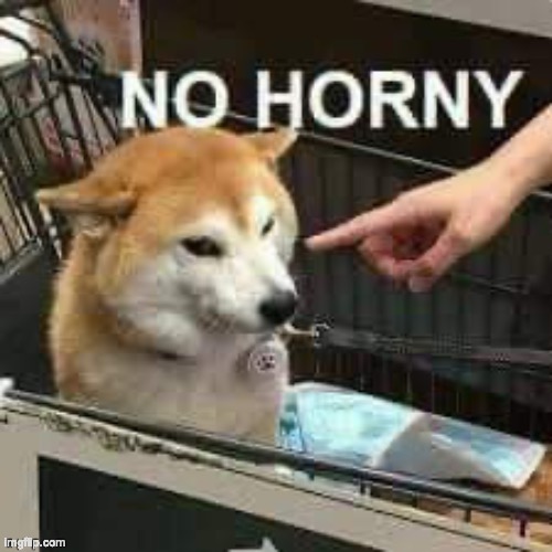 No horny doge | image tagged in no horny doge | made w/ Imgflip meme maker