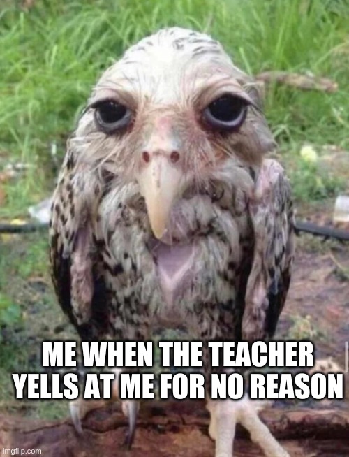 its true | ME WHEN THE TEACHER YELLS AT ME FOR NO REASON | image tagged in so true memes | made w/ Imgflip meme maker