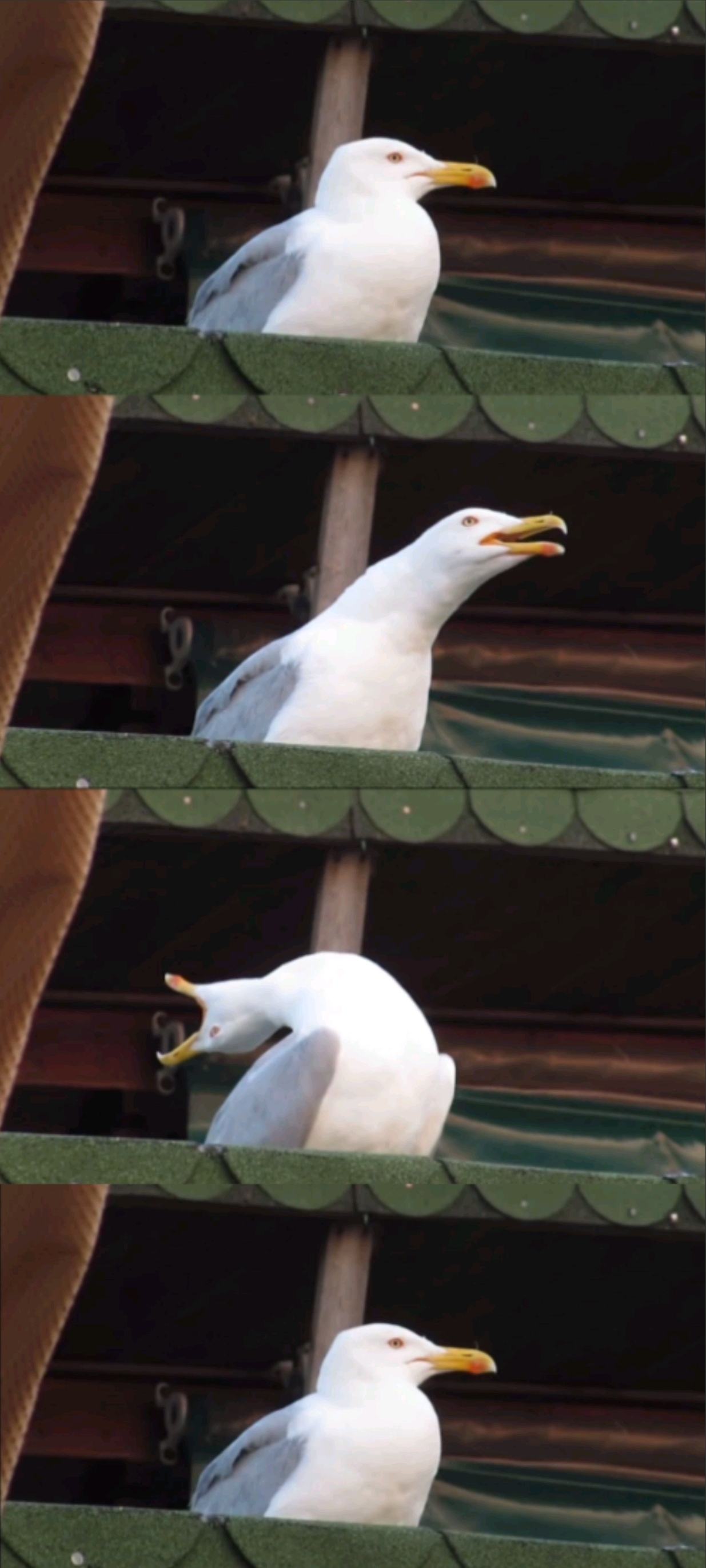 High Quality Inhaling seagull back to normal Blank Meme Template