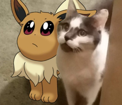High Quality Eevee and kitty Blank Meme Template