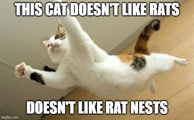 this cat | THIS CAT DOESN'T LIKE RATS; DOESN'T LIKE RAT NESTS | image tagged in rats | made w/ Imgflip meme maker