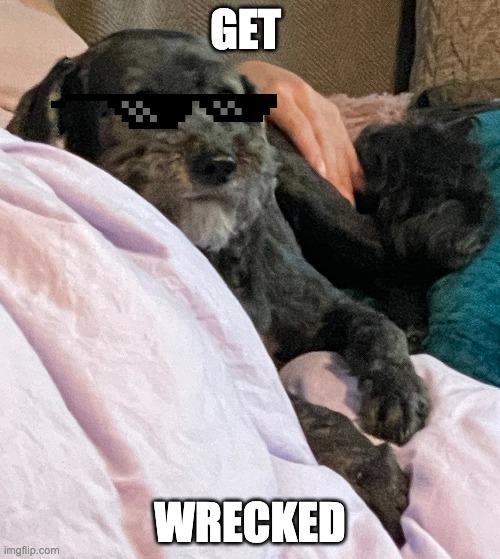 GET; WRECKED | image tagged in dogs | made w/ Imgflip meme maker