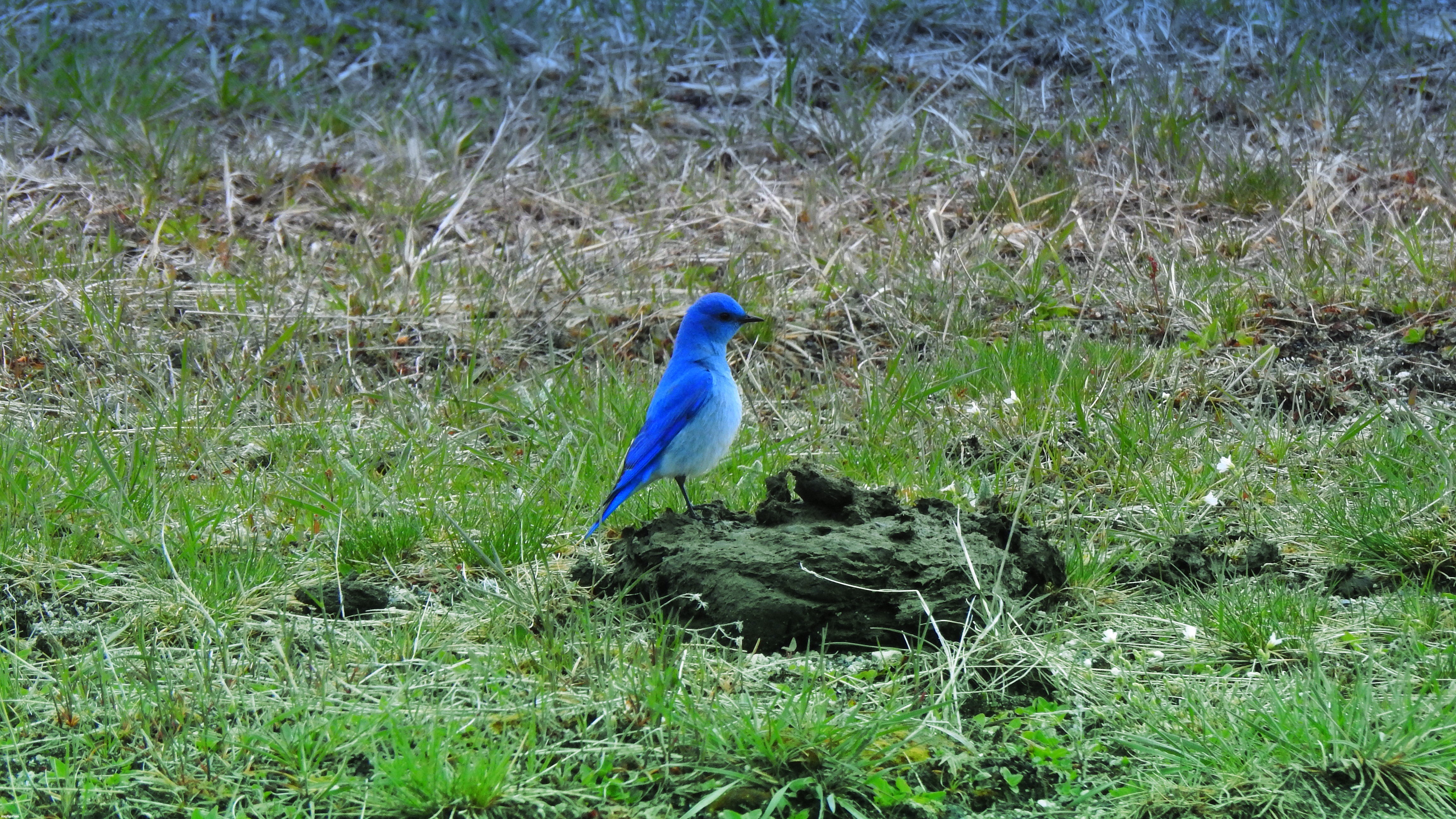 A bluebird on a cow patty | image tagged in blue bird,cow patty | made w/ Imgflip meme maker