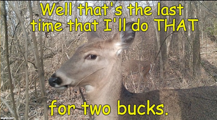 2 bucks | image tagged in bad pun | made w/ Imgflip meme maker