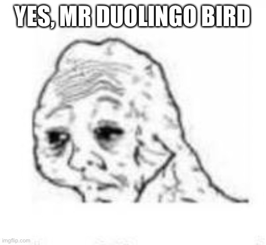 yes honey | YES, MR DUOLINGO BIRD | image tagged in yes honey | made w/ Imgflip meme maker