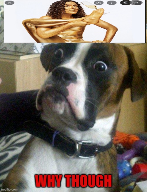 Blankie the Shocked Dog | WHY THOUGH | image tagged in blankie the shocked dog | made w/ Imgflip meme maker