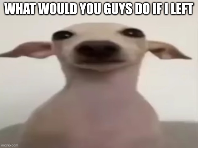 dogbby | WHAT WOULD YOU GUYS DO IF I LEFT | image tagged in dogbby | made w/ Imgflip meme maker