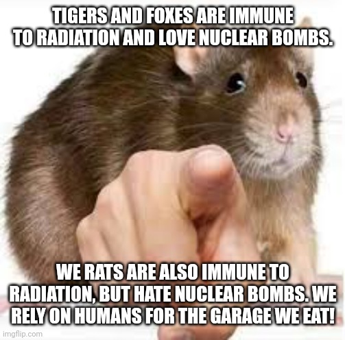 Important Rat facts | TIGERS AND FOXES ARE IMMUNE TO RADIATION AND LOVE NUCLEAR BOMBS. WE RATS ARE ALSO IMMUNE TO RADIATION, BUT HATE NUCLEAR BOMBS. WE RELY ON HU | image tagged in pointing rat,important,rat,facts | made w/ Imgflip meme maker