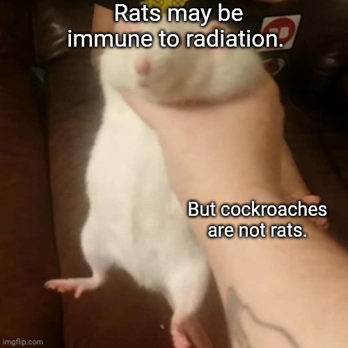 Do not change this title. That is mod abuse.
Important rat facts. | Rats may be immune to radiation. But cockroaches are not rats. | image tagged in fake news | made w/ Imgflip meme maker