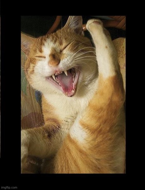 Laughing Cat | image tagged in laughing cat | made w/ Imgflip meme maker