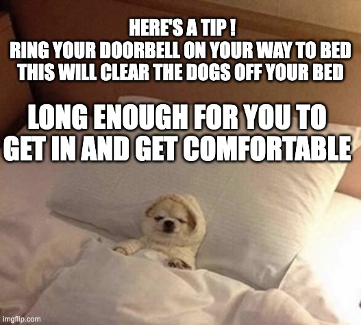 Dog in bed sleeping | HERE'S A TIP !
RING YOUR DOORBELL ON YOUR WAY TO BED
THIS WILL CLEAR THE DOGS OFF YOUR BED; LONG ENOUGH FOR YOU TO GET IN AND GET COMFORTABLE | image tagged in dog in bed sleeping | made w/ Imgflip meme maker